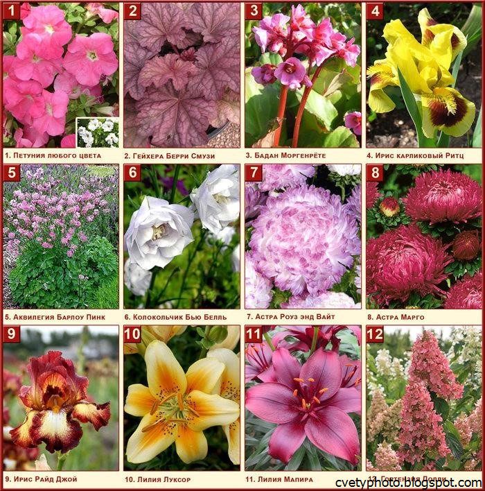 Садовые цветы - фото, названия и описания (каталог)