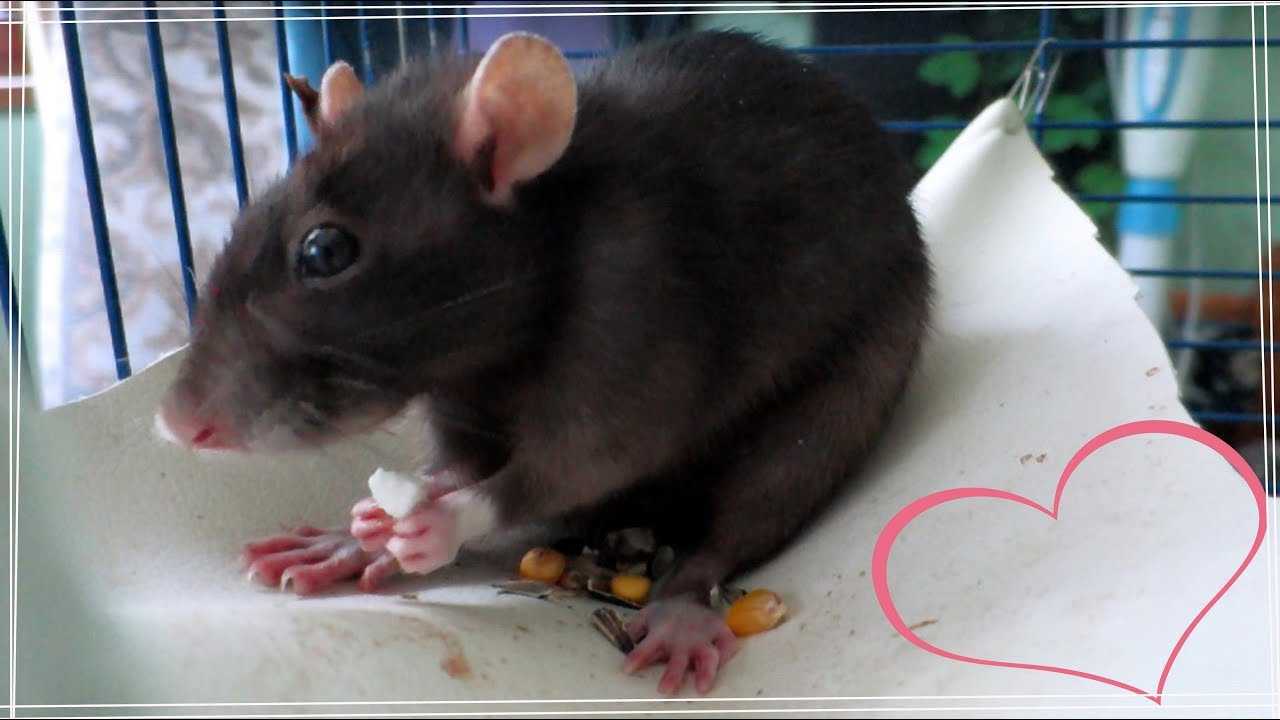 Декоративная крыса: уход и содержание, сколько живут, чем кормить и другая информация