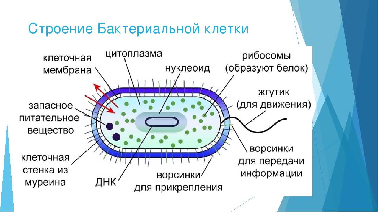 Самостоятельная работа по биологии 7 бактерии. Схема строения бактериальной клетки. Схема строенияактериальной клетки. Обобщенная схема строения бактериальной клетки. Схема строения бактериальной клетки 5 класс биология.