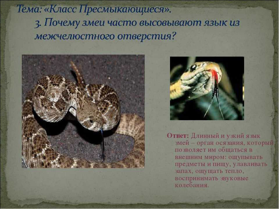 10 интересных фактов о змеях