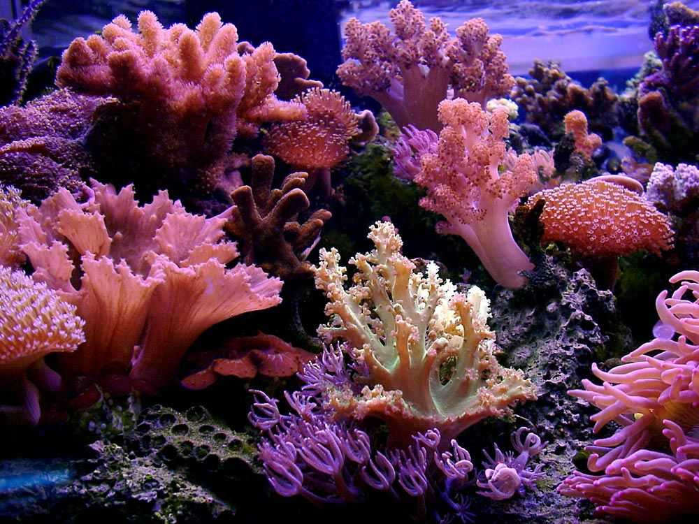 Коралл — “живой” камень с морского дна. коралл — камень, подаренный морем