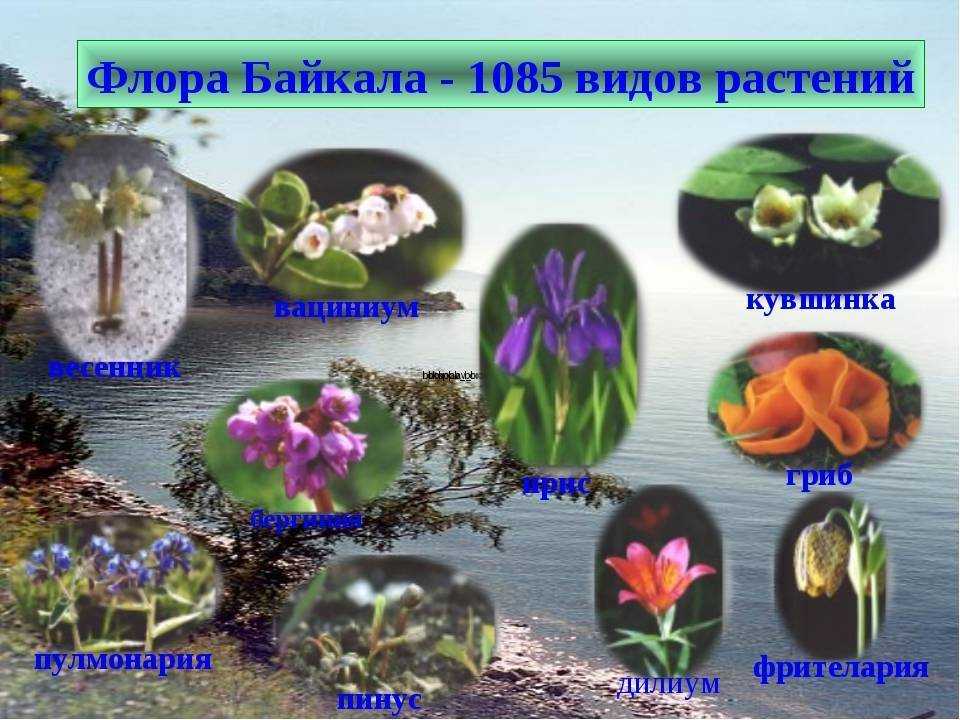 Байкальская нерпа (фото): как выглядит, где обитает, чем питается и интересные факты