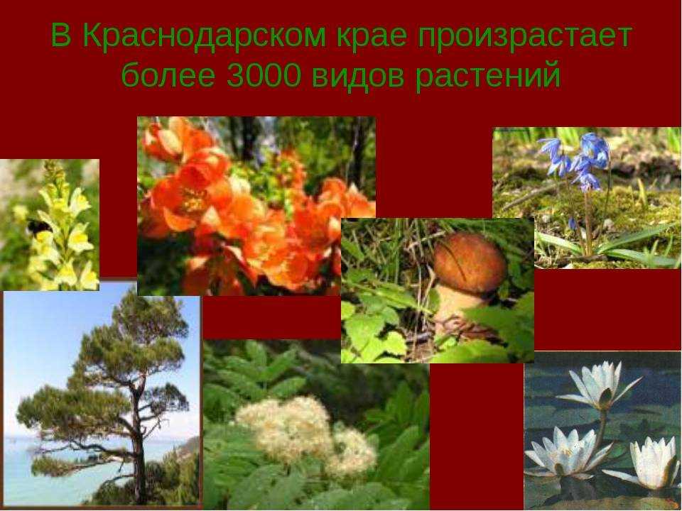 Растения степной зоны: описание видов и особенности флоры