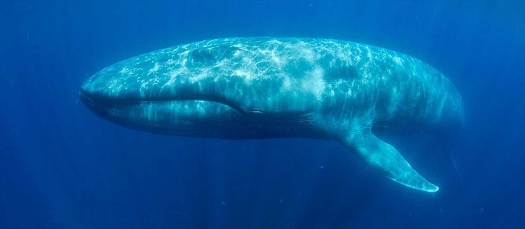 Крупнейших млекопитающих на земле. Голубой кит. Синий кит. Самый большой кит в мире. Самое большое животное на земле.