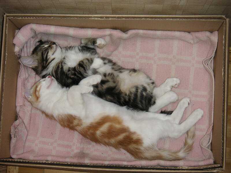 Сколько спят кошки в сутки, за всю жизнь | zoosecrets