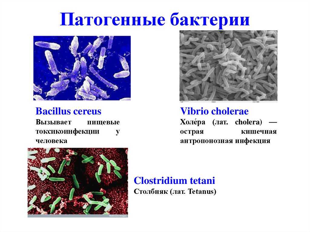 Патогенные микроорганизмы: пути передачи, виды, характеристика и примеры