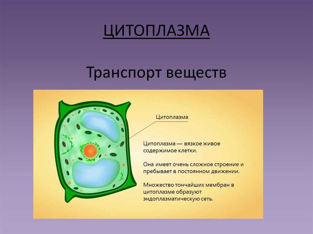 Основные функции и роль цитоплазмы в клетках