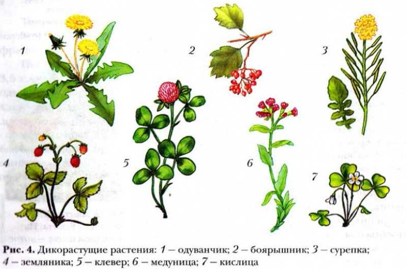 Дикорастущие растения: виды, примеры, классификация