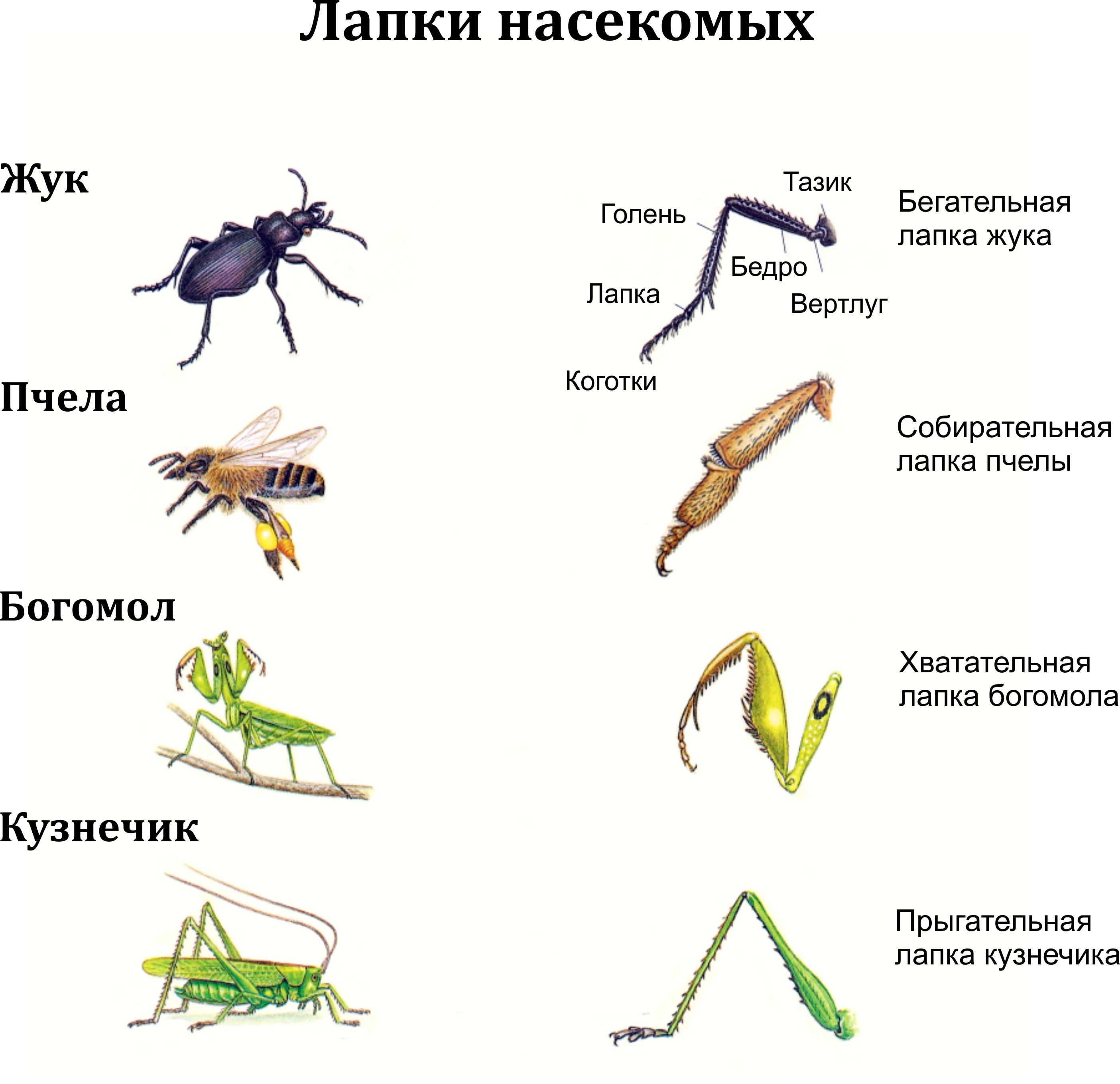 Типы конечностей у насекомых таблица. сколько ног у муравья: основные признаки насекомого