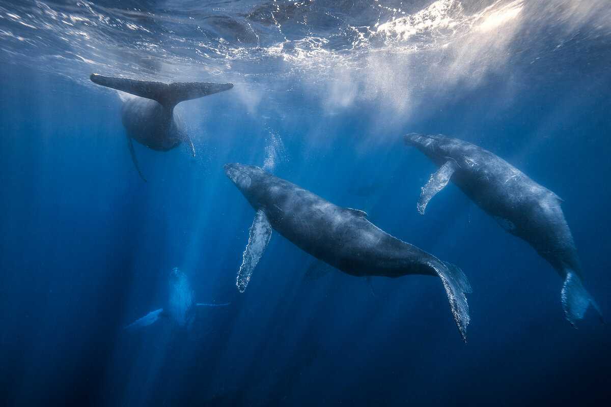 Усатые или беззубые киты