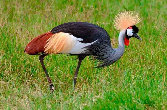 30 самых красивых птиц в мире
