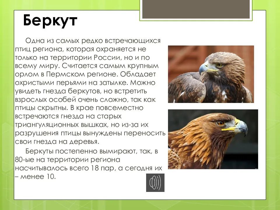Животные, занесенные в красную книгу приморского края - названия, описание и фото — природа мира