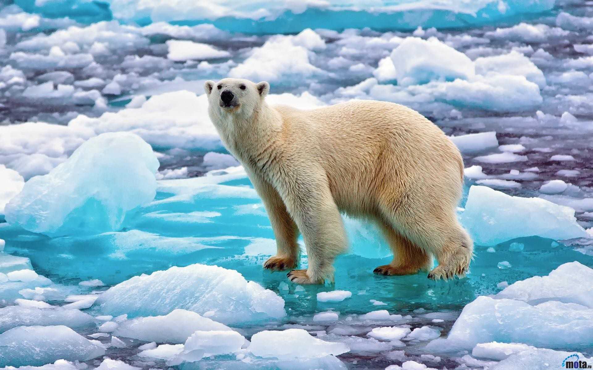 Какие природные условия характерны для арктики?