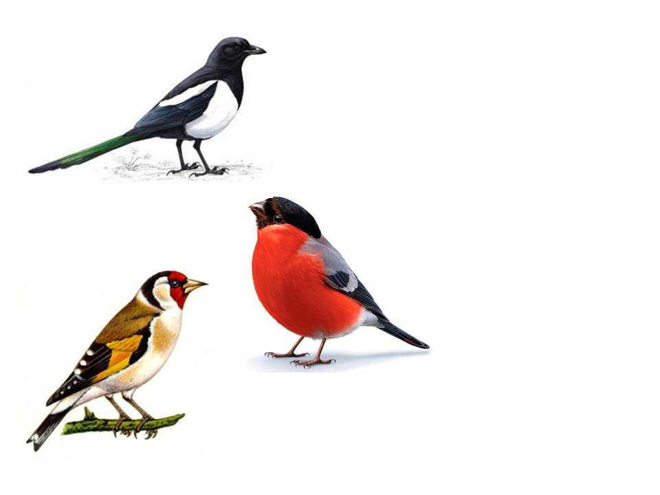 Зимующие птицы. названия, описания и особенности зимующих птиц