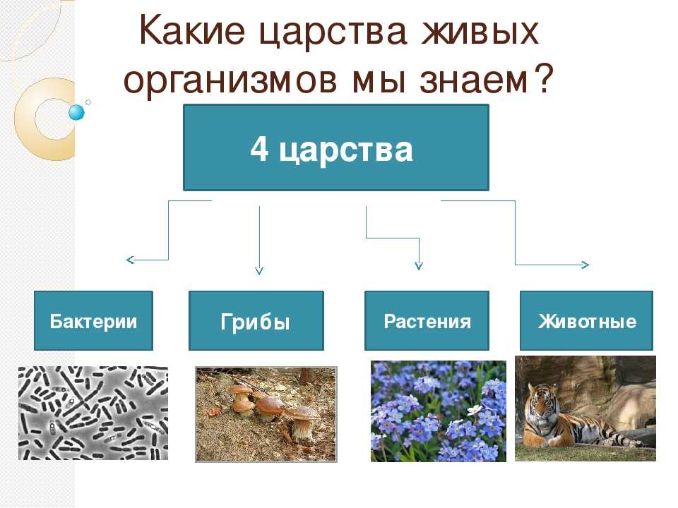 Одноклеточные животные (простейшие) - bio-lessons