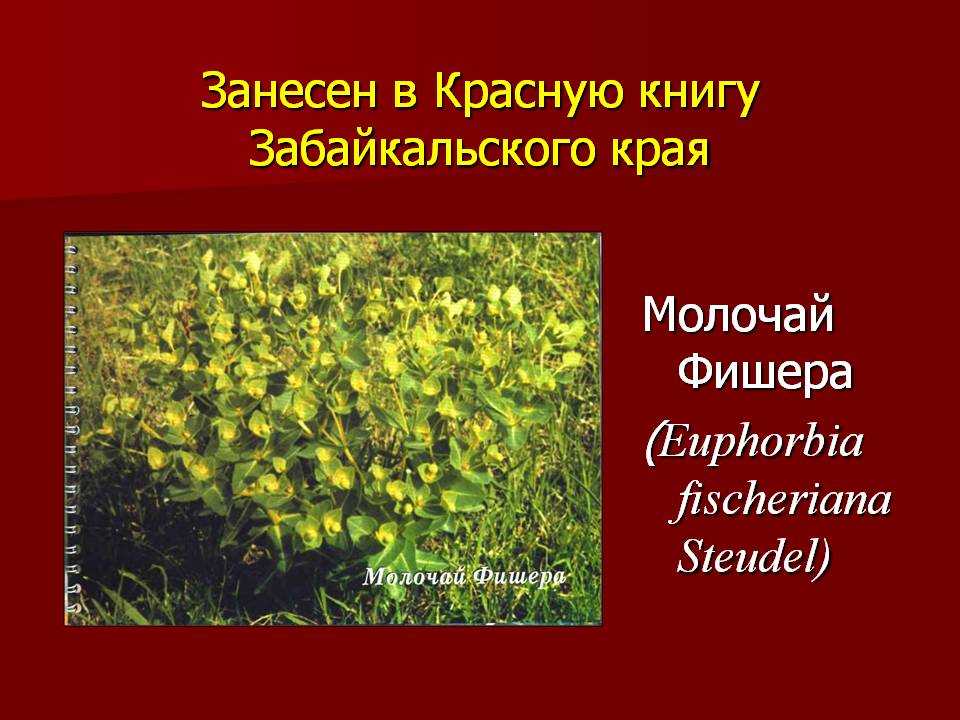 Растения из красной книги: редкие и реликтовые представители флоры россии
