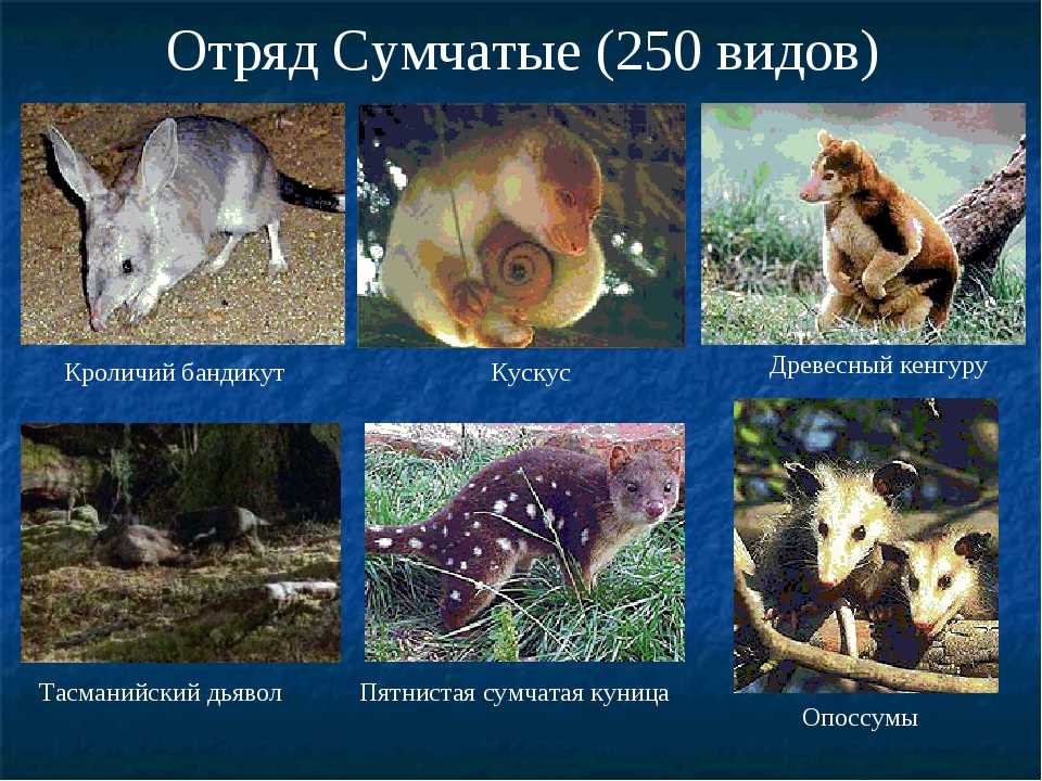Сумчатые: описание, виды, фото, особенности размножения сумчатых животных