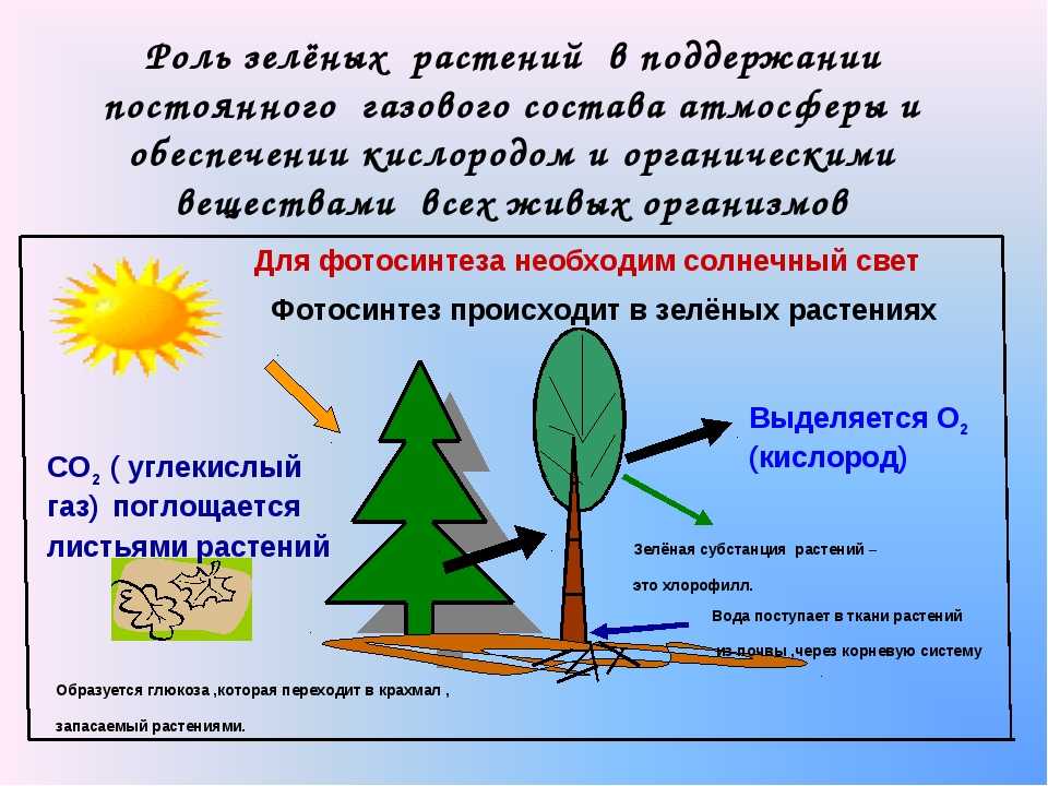 Значение фотосинтеза для растений 5 класс