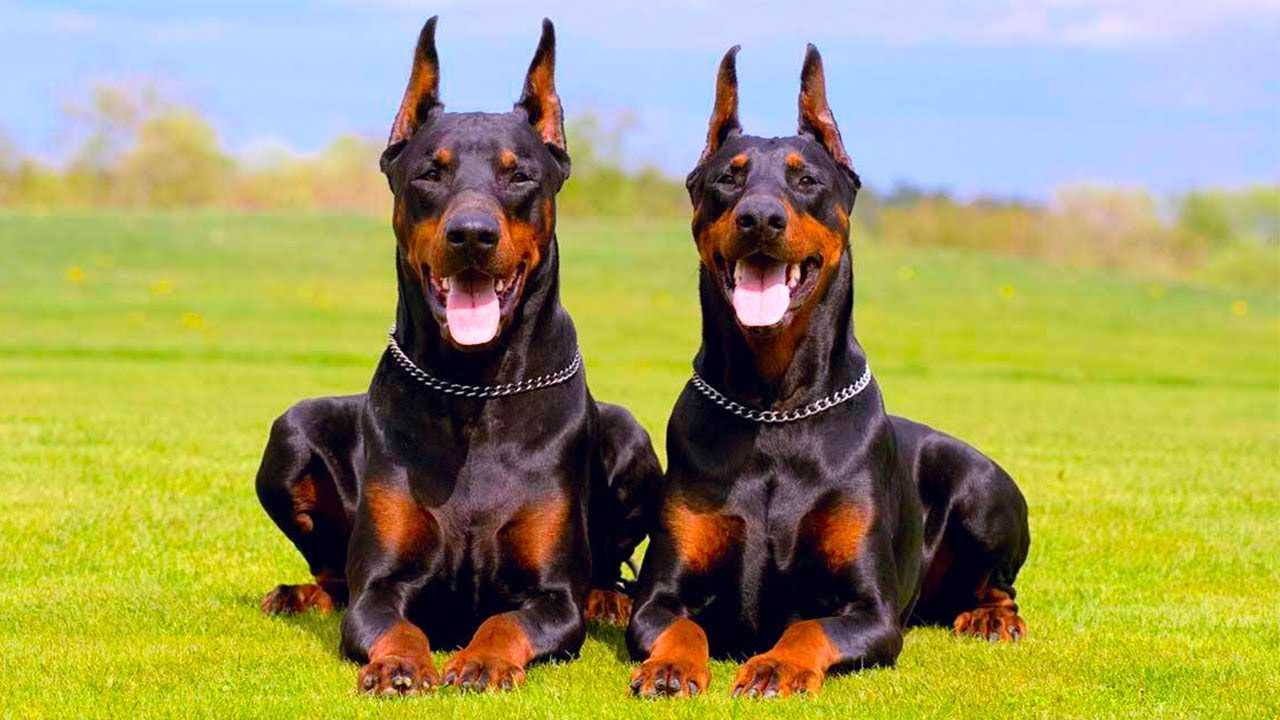 Сторожевые породы собак. самые лучшие сторожевые и охранные породы собак :: syl.ru