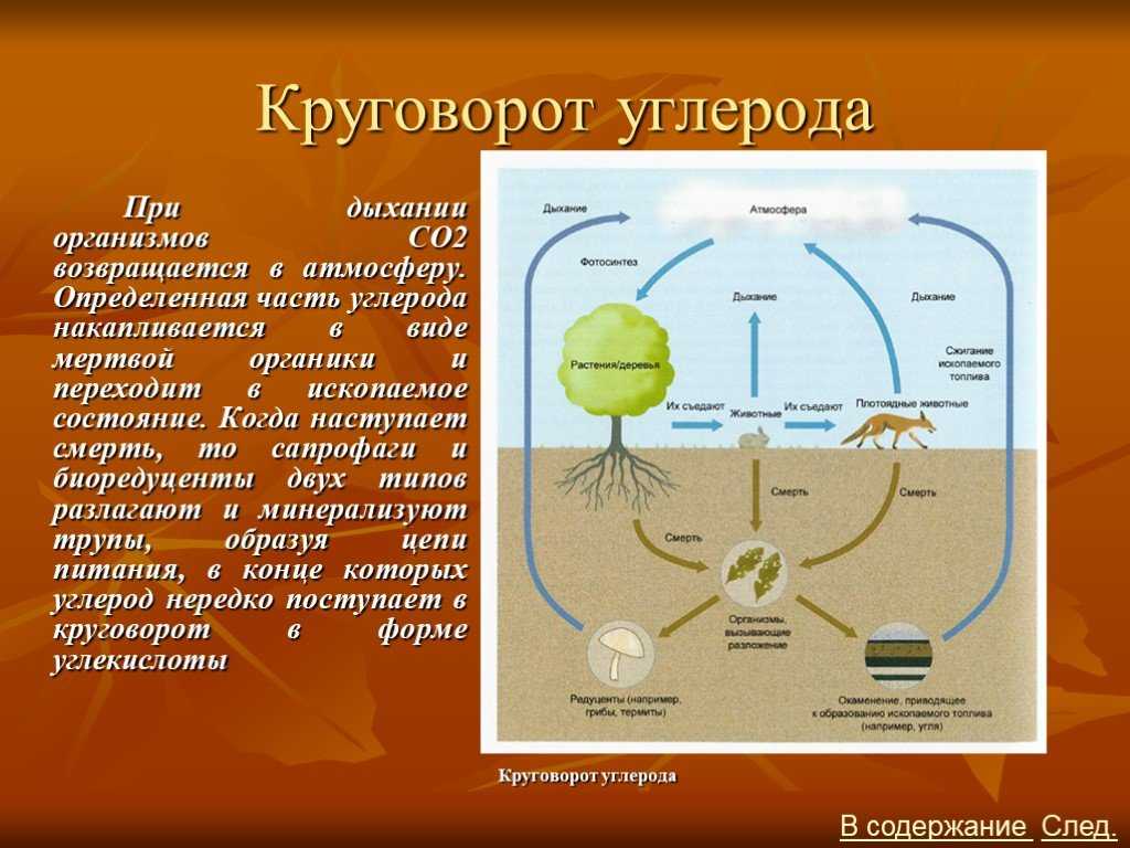 Круговорот углерода в природе. схема круговорота углерода в природе :: syl.ru