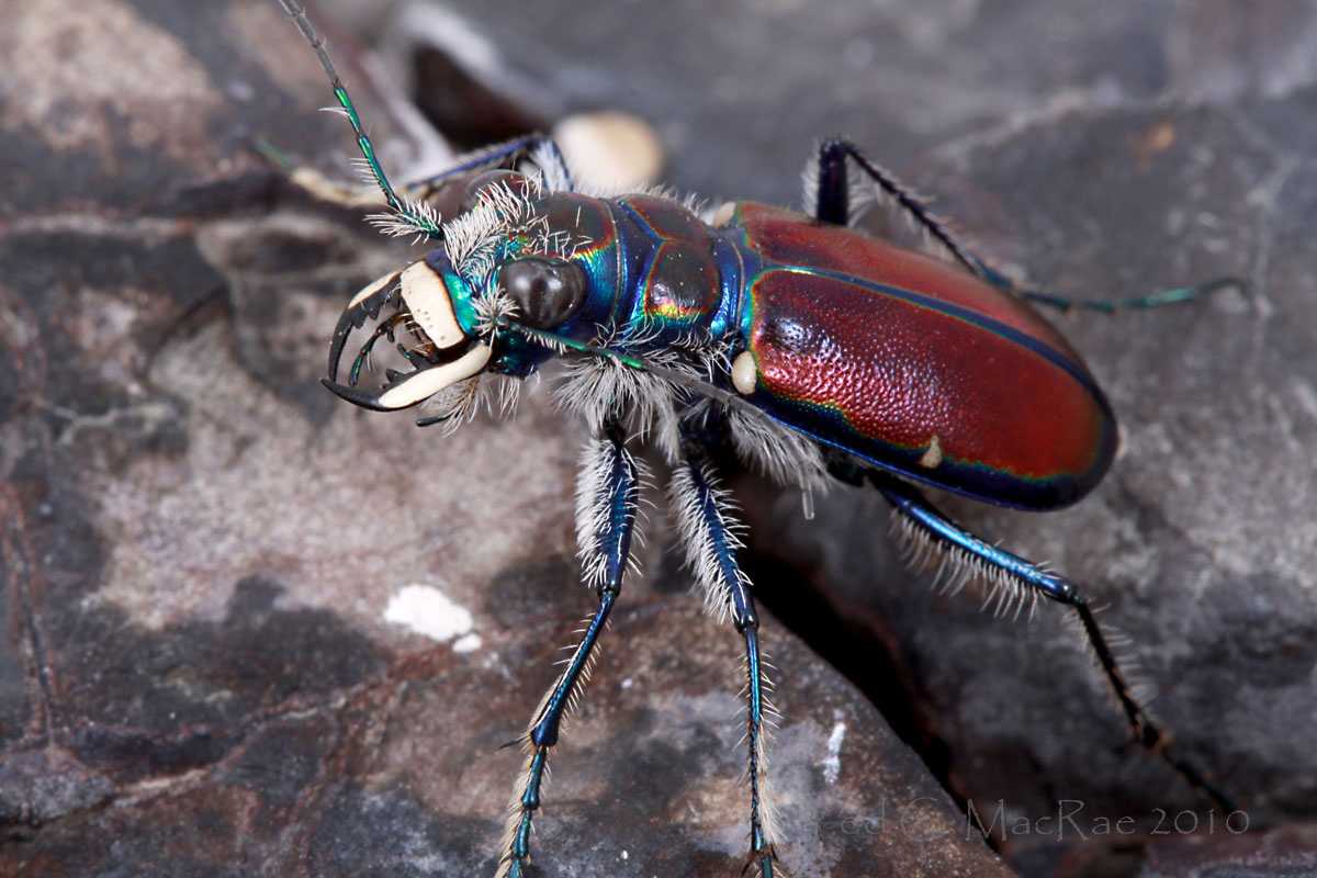 Жужелица насекомое. описание, особенности, виды, образ жизни и среда обитания жужелицы
