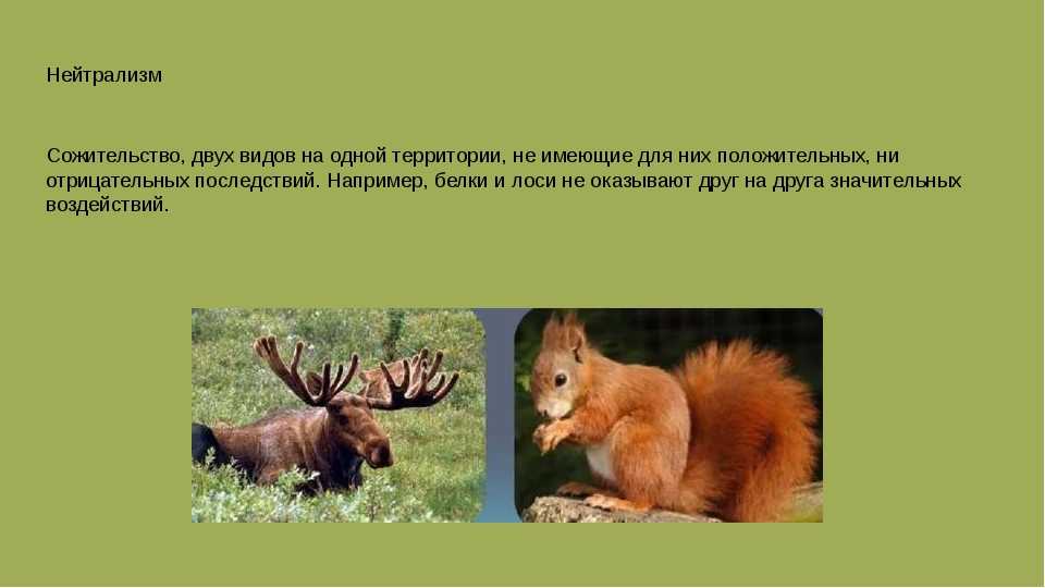 Нейтрализм: примеры животных и растений :: syl.ru
