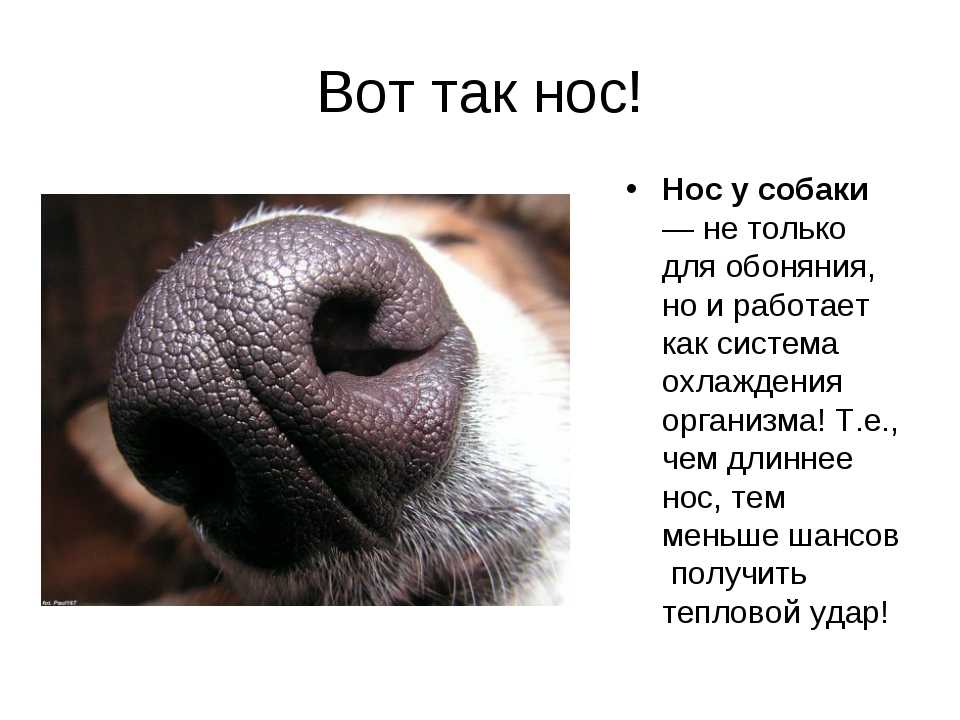 Какой должен быть нос у здоровой собаки: на ощупь, мокрый холодный, сухой, когда нужно обратиться к ветеринару