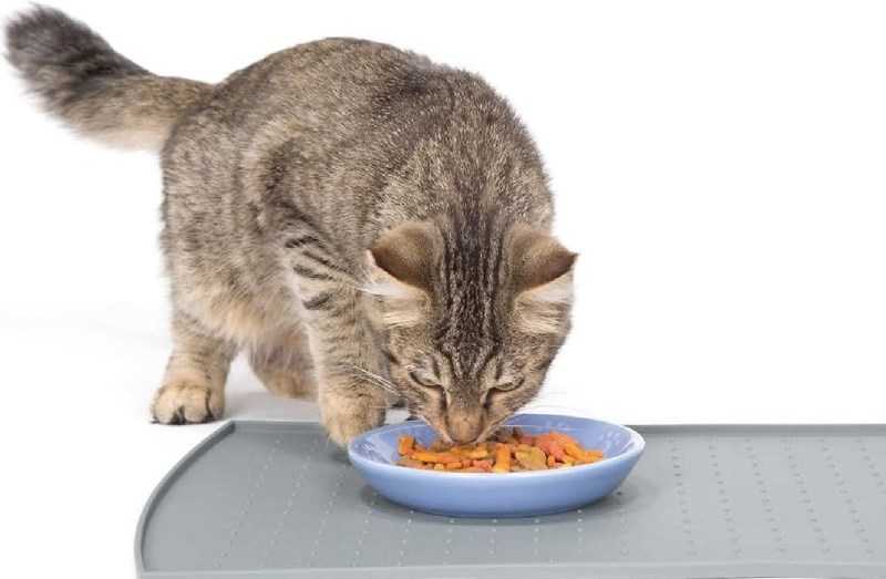 Натуральный корм для кошек: как перевести, рецепты своими руками