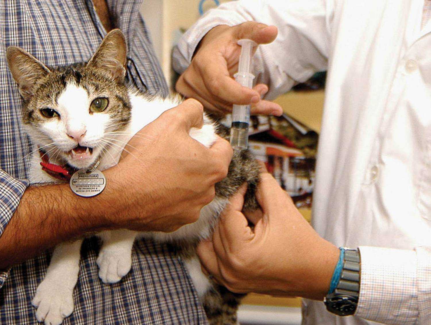 Удаление когтей — последствия операции для котов и кошек