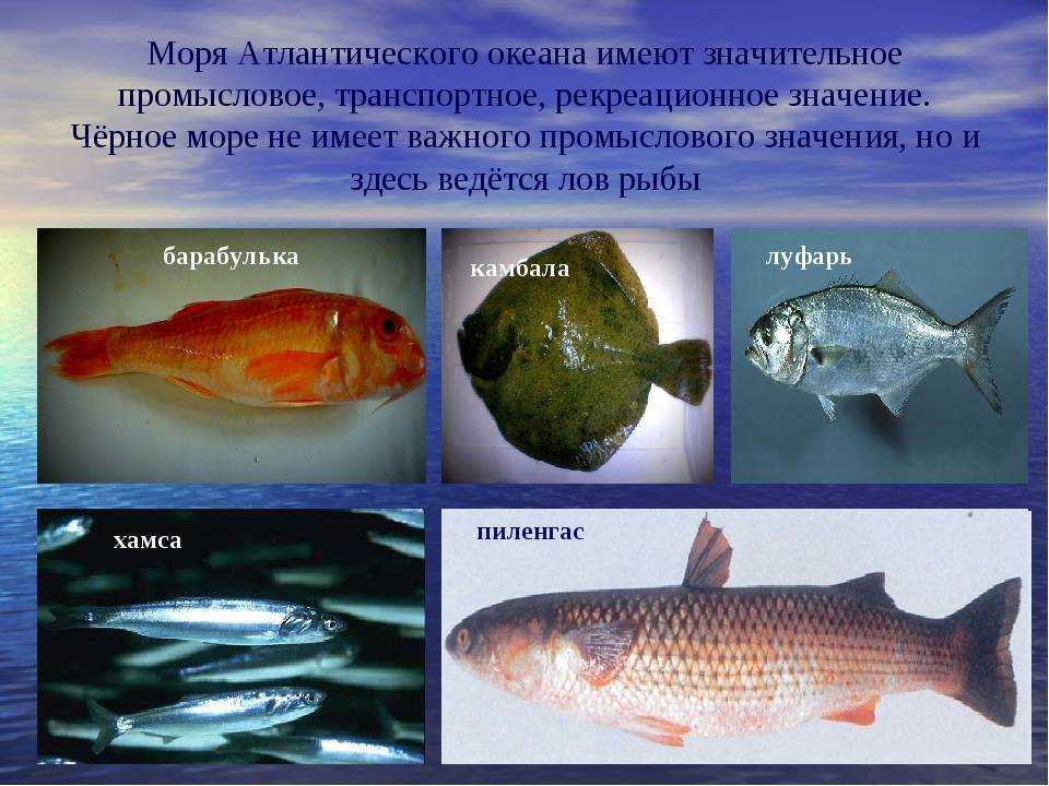 Черное море виды деятельности. Рыбы чёрного моря названия. Промысловые рыбы черного моря. Непромысловая рыба черного моря. Рыбы которые водятся в черном море.