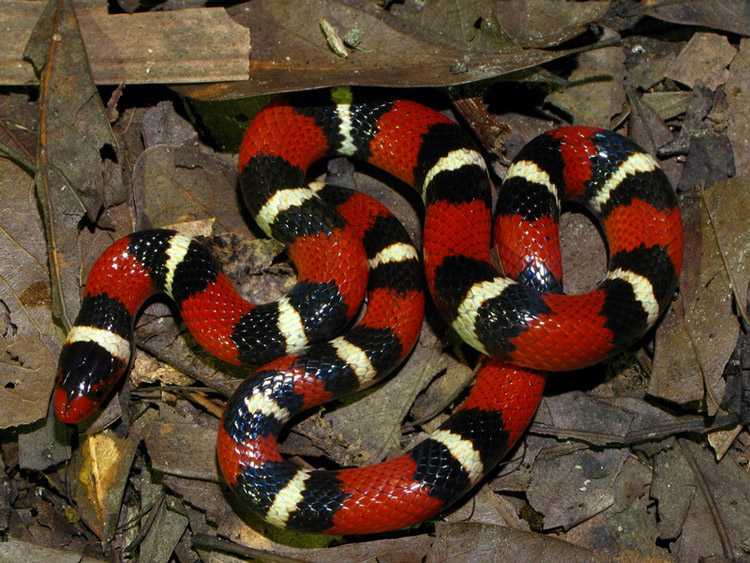 Молочная змея: внешний вид и особенности жизни.содержание рептилии в неволе  :: syl.ru