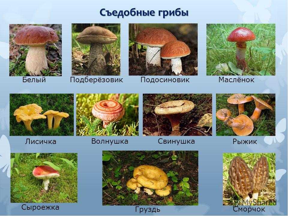 Многие грибы обладают выраженным приятным ароматом и вкусом, а также имеют высокую пищевую ценность В этой статье представлен список некоторых съедобных видов грибов, с кратким описанием и фото