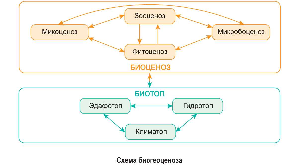 На рисунках представлен водный и наземный биоценоз приведите два различия в данных биоценозах