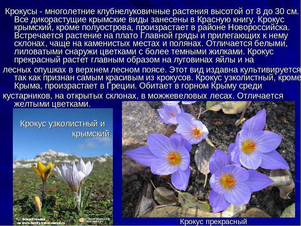 Красная книга растений крыма (фото и описание)