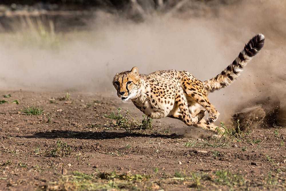 Топ 10 самых быстрых кошек в мире
