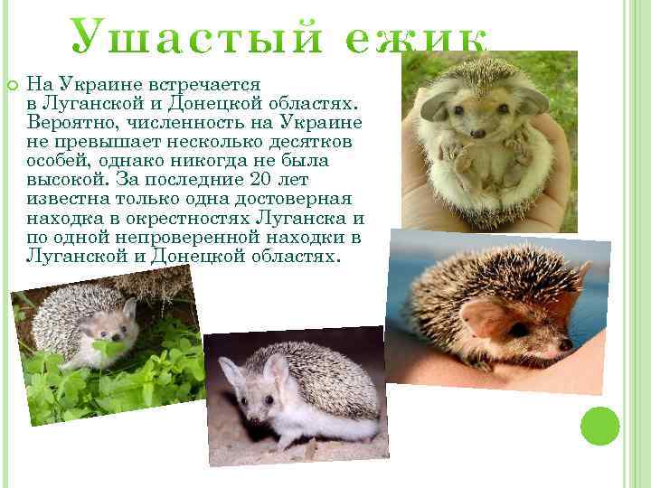 Животный мир казахстана: характеристика, список, виды, названия и фото — природа мира