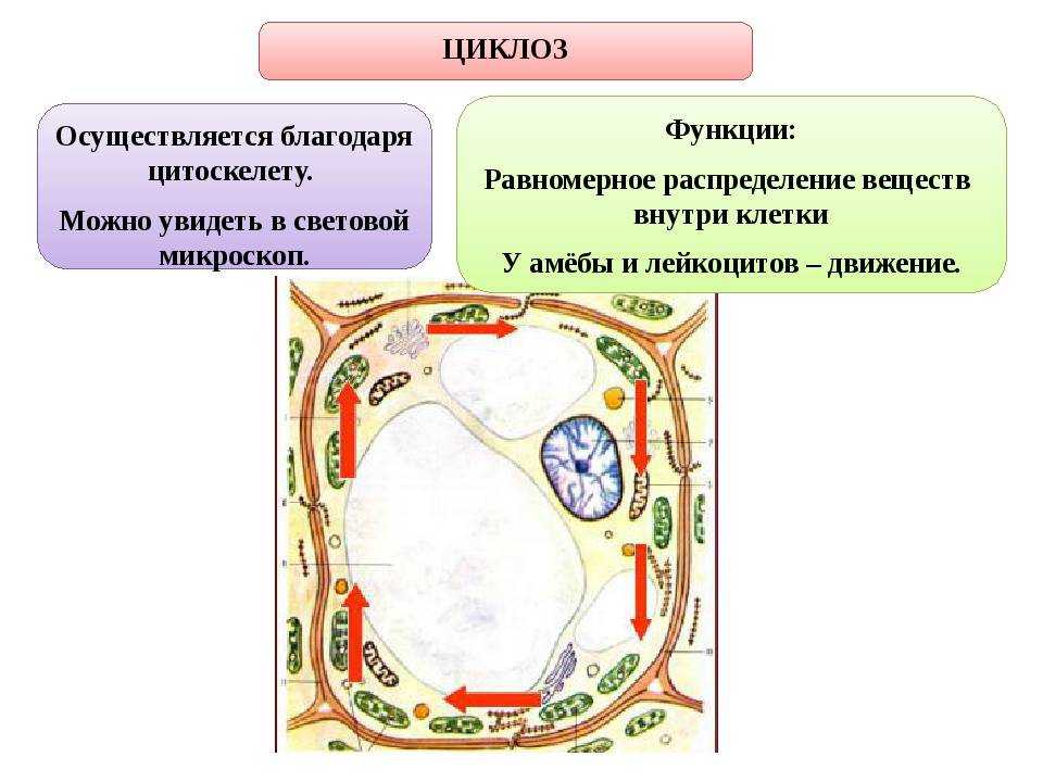 Биологическая функция цитоплазмы