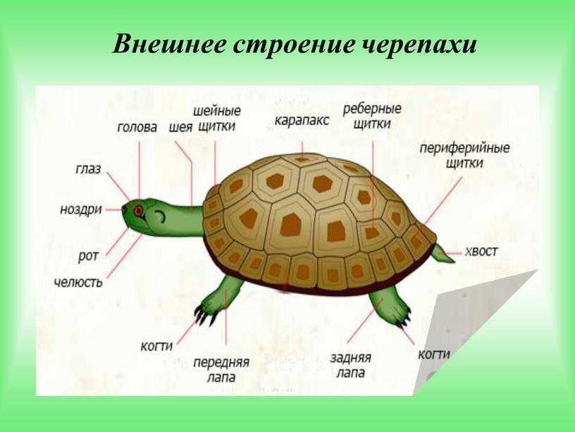 Красноухая черепаха: описание, особенности, фото. сколько зубов у черепахи