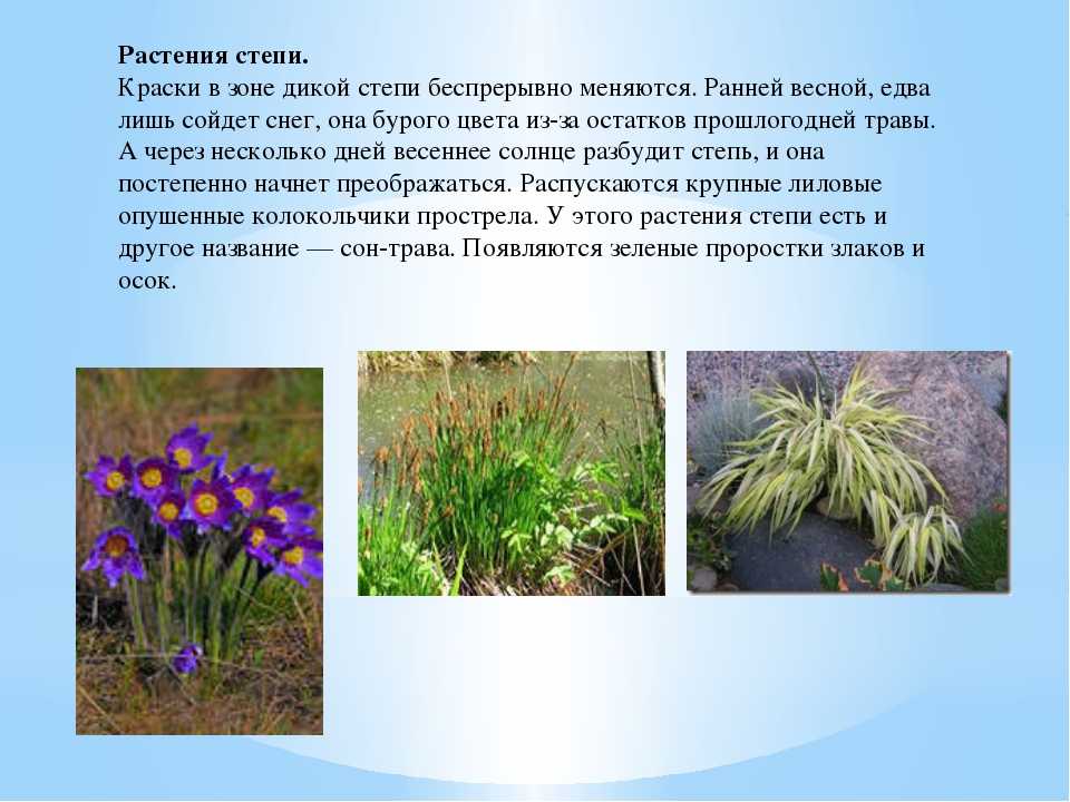 Растения степи (окружающий мир, 4 класс): их характеристика, адаптивные признаки и особенности