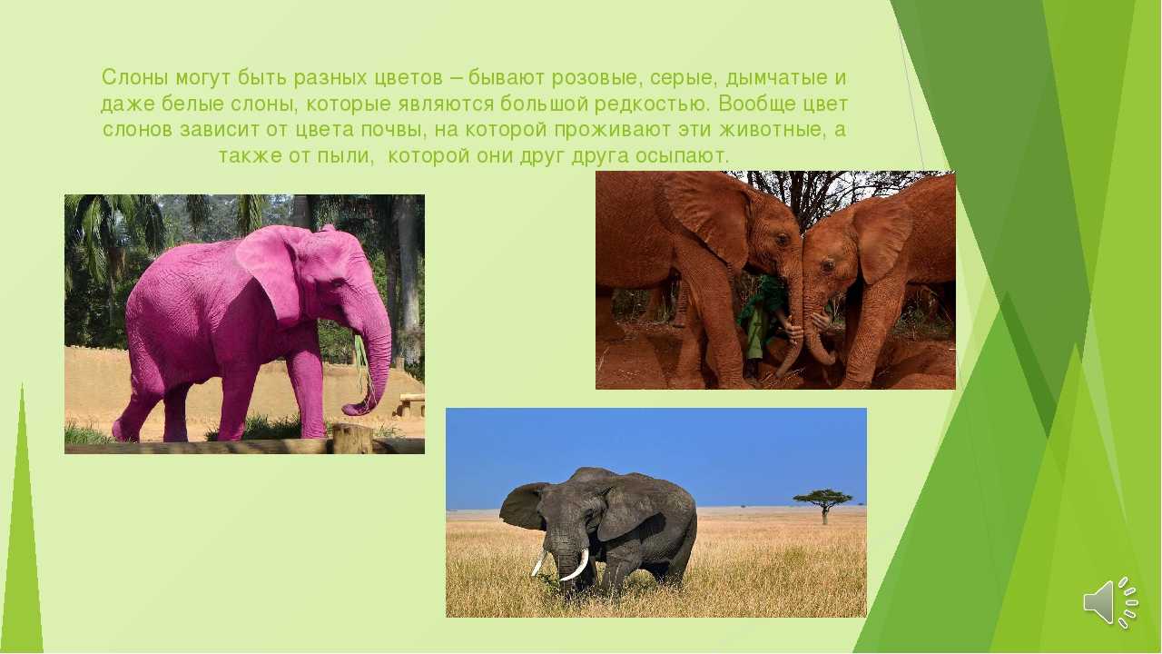 Виды слонов. описание, особенности, среда обитания и фото видов слонов
