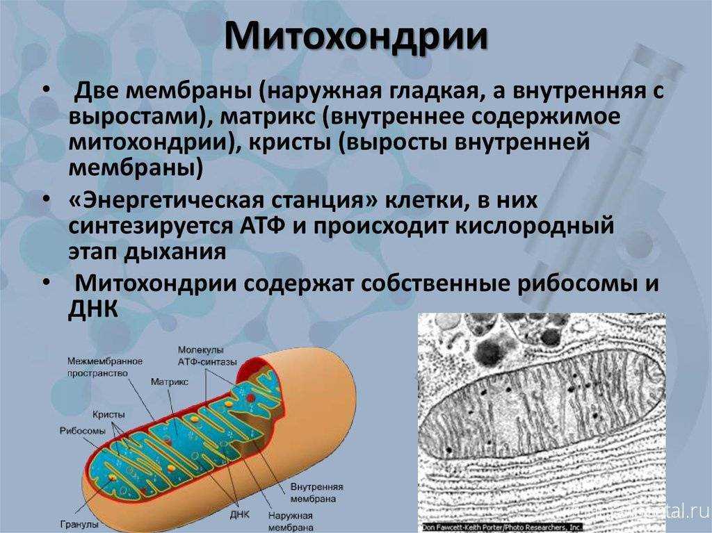 Митохондрии: просто и понятно об их строении, функциях и роли в клетке