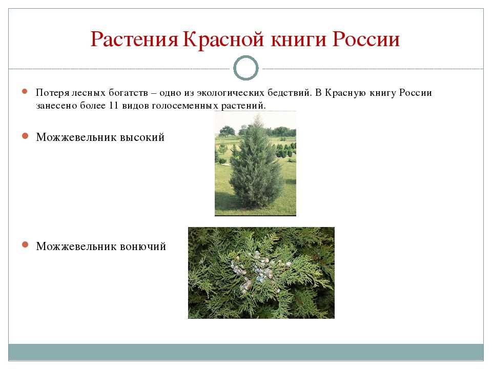 Растения красной книги россии и мира: самый полный список, описание и фото — женские советы