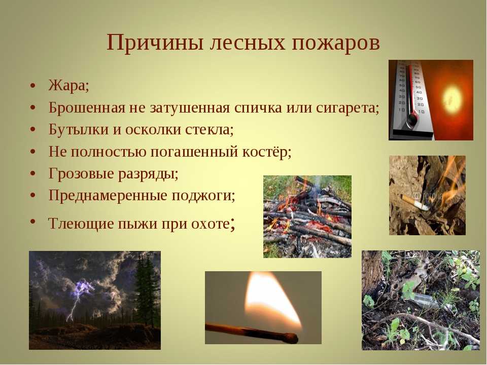 Лесные пожары: основные виды и классификация