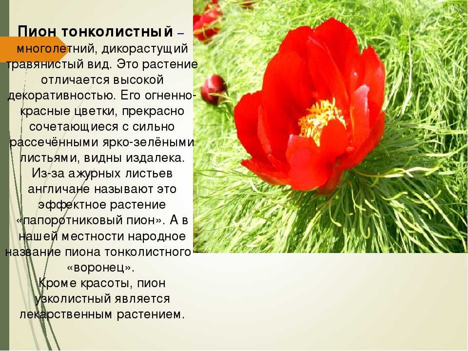 Красная книга россии животные и растения - новости, справки, информация, советы