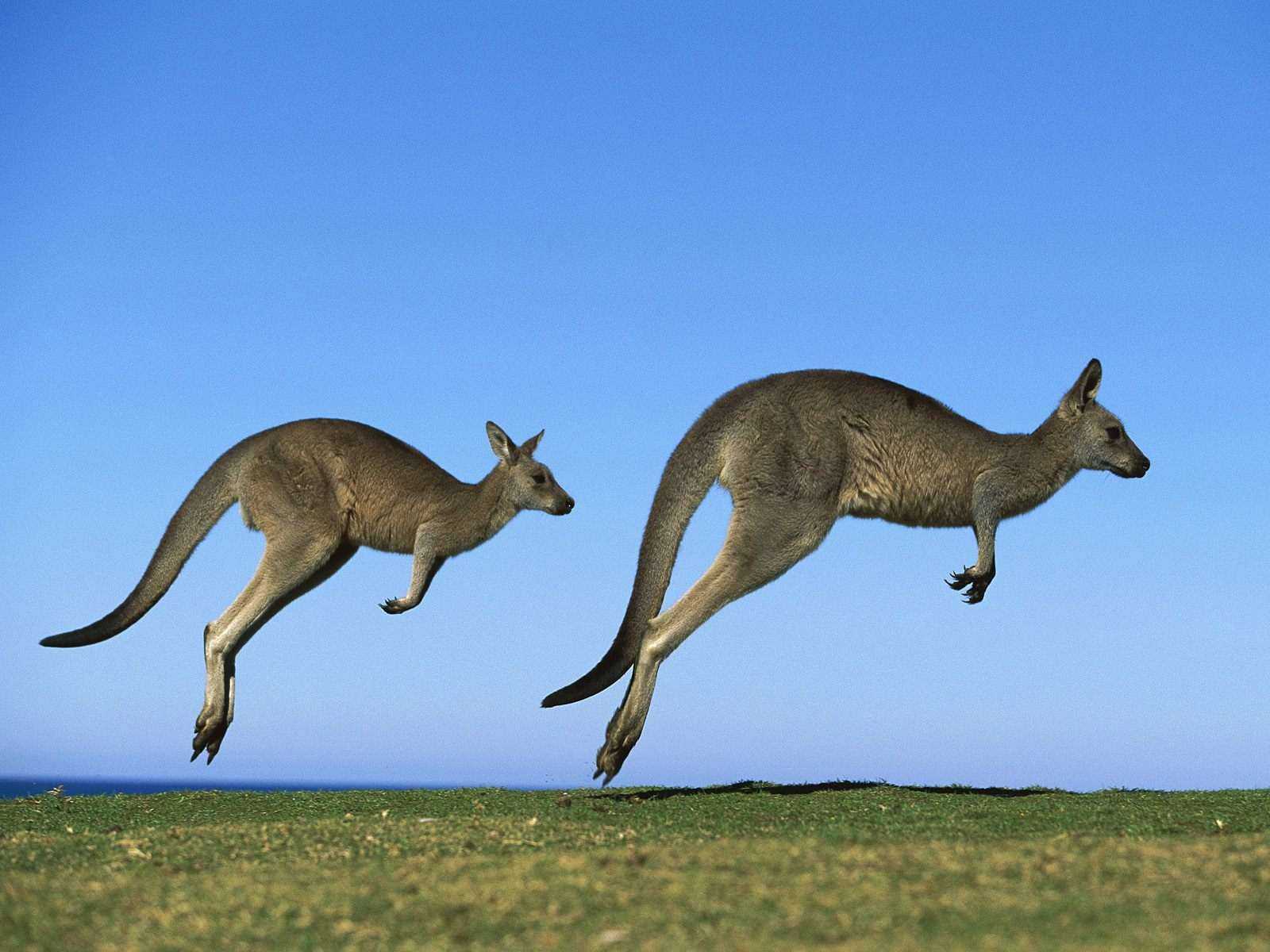 Интересные факты о кенгуру - подборка фото