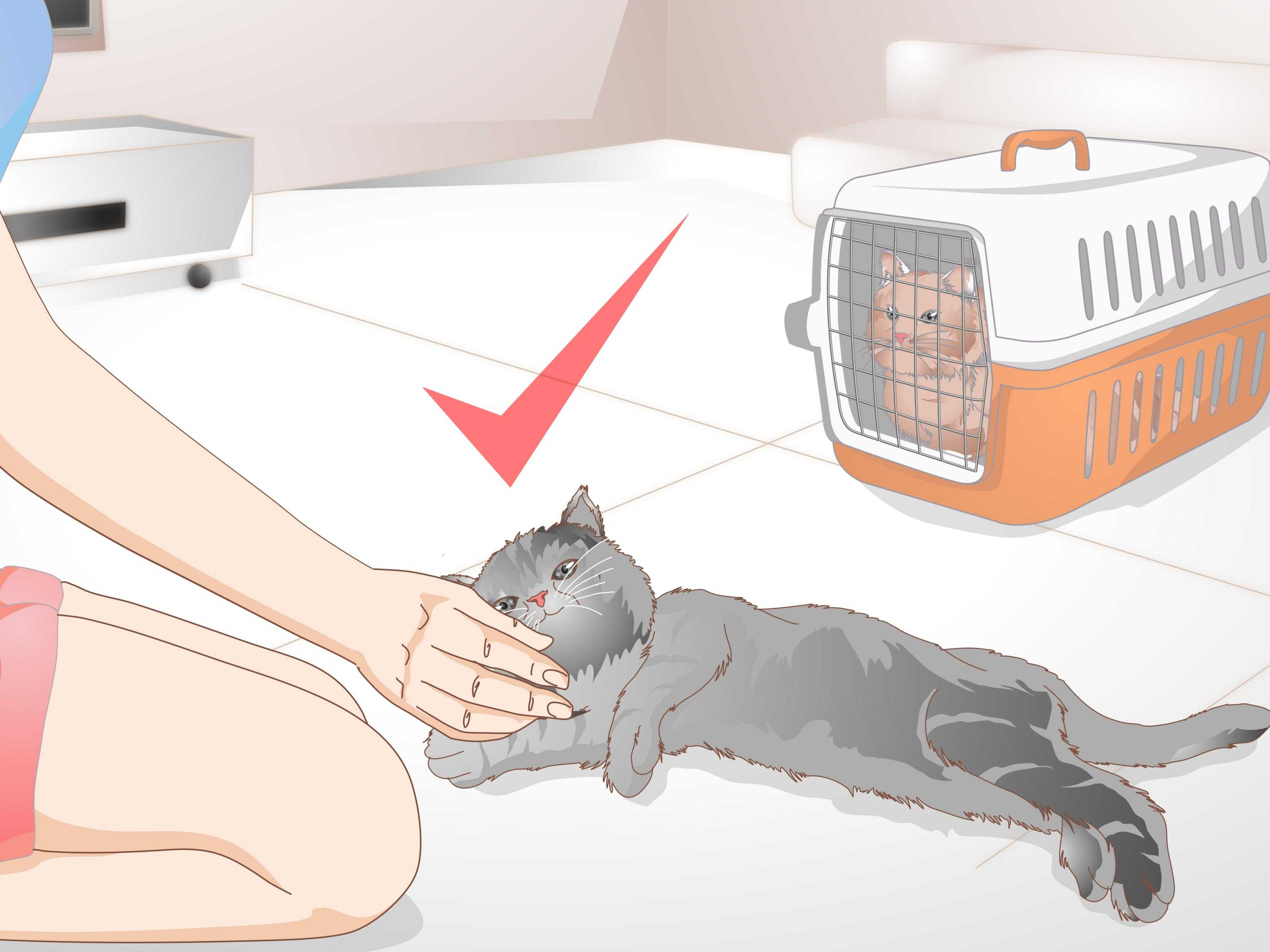 5 самых распространенных причин запаха из пасти у кошки