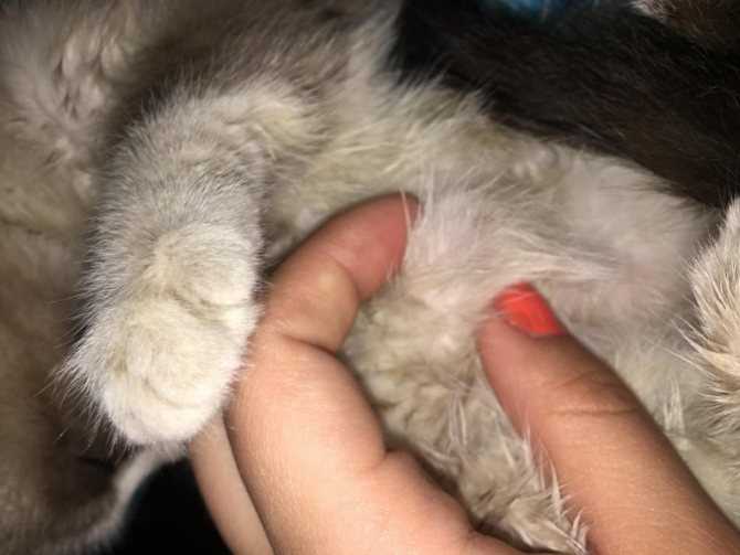 Мастит у кошек: симптомы, лечение в домашних условиях и у ветеринара, виды маститов у кошки, фото