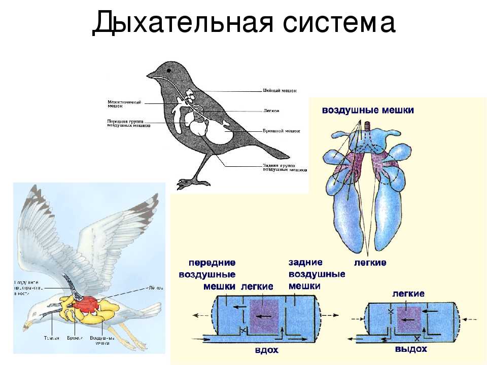 Дыхательная система птиц фото