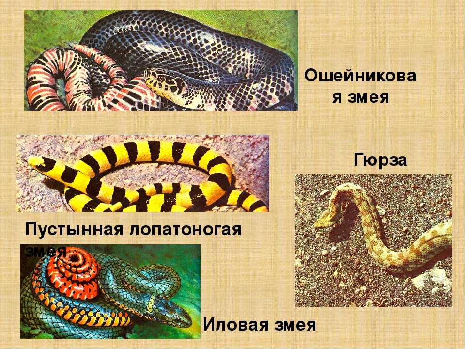 Самые красивые змеи в мире: топ 10 видов с фото