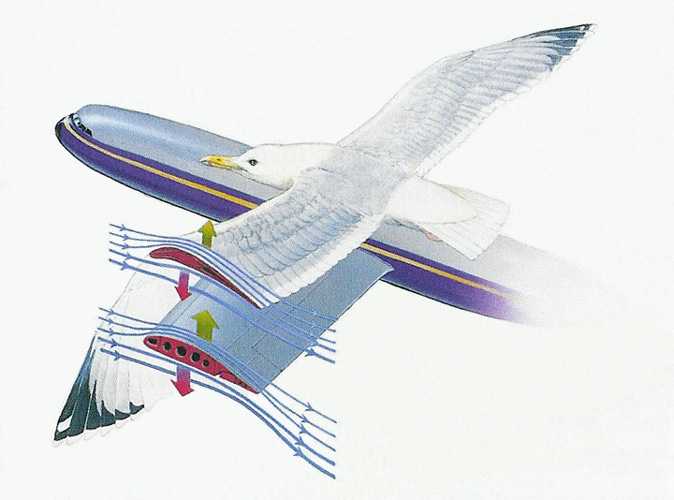 10 удивительных животных, умеющих летать, но об этом знают не все